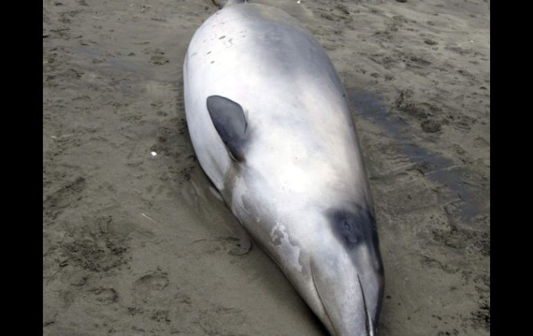 Fotografía facilitada por el Gobierno de Nueva Zelanda, de un ejemplar de ballena picuda de Gray. EFE  /