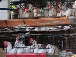 Granjas afectadas por la mortandad de aves que trajo el brote de la gripe aviar. ARCHIVO  /