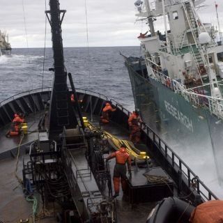Japón cazará ballenas este invierno