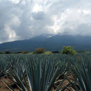 Tequileros esperan fallo definitivo contra polémico vertedero