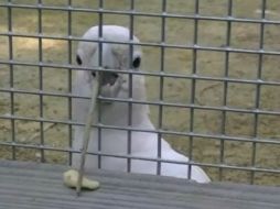 Con una astilla que ella misma se procuró, Fígaro alcanza la deseada golosina. ESPECIAL  /