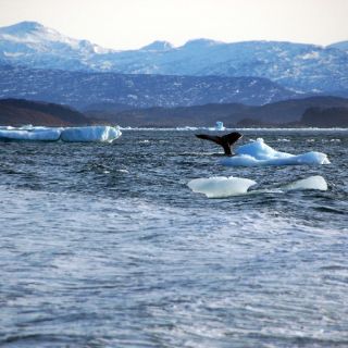 Sea Shepherd persigue a balleneros japoneses