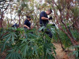 Argumentan que al legalizar el consumo de la mariguana, el estado quitaría a las pandillas y cárteles. ARCHIVO  /
