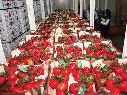 Buscan terminar con el conflicto que involucra a las exportaciones del jitomate mexicano. ARCHIVO  /