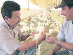 Incremento. La gripe aviar causó un aumento de 4.77% en la inflación durante cinco meses. EL UNIVERSAL  /