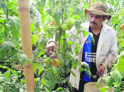 Se generan 350 mil empleos en el campo, las empacadoras y el transporte, entre otros, vinculados a la producción tomatera. ESPECIAL  /