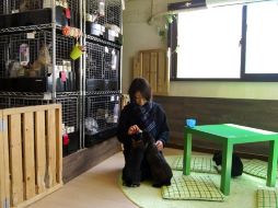 Pensados para los amantes de los animales, estos negocios tienen como norma cobrar una entrada. EFE  /