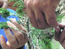 Para darle gusto al vicio los más experimentados fundaron un club, el Bonsai Guadalajara, hace quince años.  /