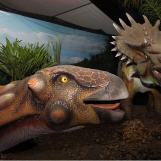 Descubren dinosaurio gigante con cuernos