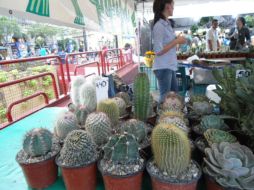 Algunas cactáceas ya no existen en su hábitat natural  /