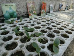 Imagen del programa de agricultura urbana en una primaria de Zapopan. ARCHIVO  /