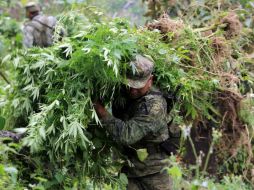 Imagen del decomiso de un plantío de mariguana. ARCHIVO  /