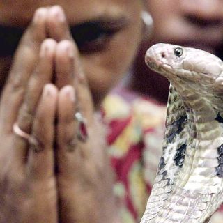 En Tailandia se incautan 600 cobras