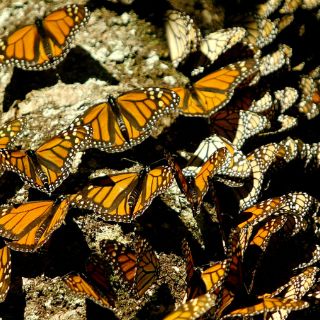 Anuncian XXI Festival Cultural de la Mariposa Monarca