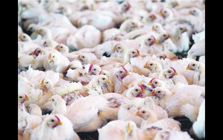 La producción avícola en la zona de Los Altos de Jalisco es de las más importantes en el Estado y en el país.  /