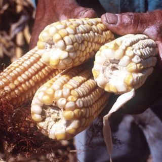 Perú aprueba reglamento que impide ingreso de transgénicos