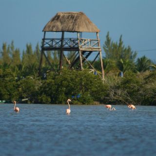 Científicos advierten sobre consecuencia de destrucción de manglares