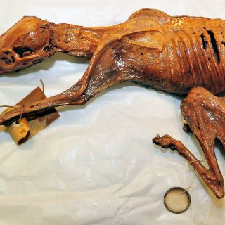 Genera expectativa perro momificado encontrado en Coahuila