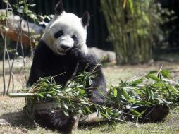 Los fósiles tienen las características de un oso adaptado a una dieta con material vegetal duro como el bambú. ARCHIVO  /