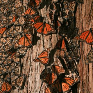 Abrirán otro santuario de mariposas