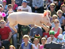 El cerdo es la especie que presenta más genes funcionales del olfato. ARCHIVO  /
