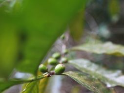 México y Centroamérica producen cerca de la quinta parte del café arábica del mundo. ARCHIVO  /