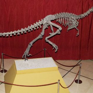 Exhiben al ''Austroraptor'', dinosaurio de la Patagonia