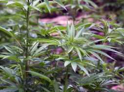 América Latina es uno de los principales proovedores de marihuana y cocaína para Estados Unidos y Europa. ARCHIVO  /
