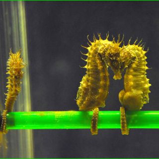 Científicos logran 80% de hipocampos criados en cautividad