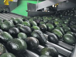 Buen negocio. La exportación aguacatera representa ventas por mil 200 millones de dólares. ESPECIAL  /