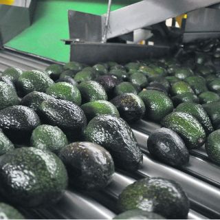 Más consumo interno y externo, reto de aguacateros