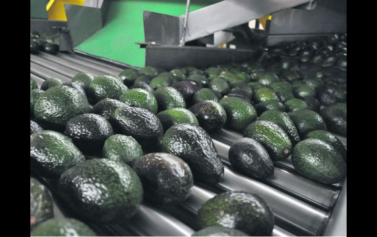Buen negocio. La exportación aguacatera representa ventas por mil 200 millones de dólares. ESPECIAL  /