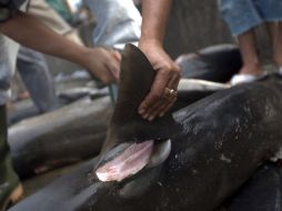 Por su valor de mercado, cortan las aletas a los tiburones y desechan el resto. ARCHIVO  /