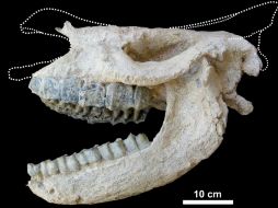 Los paleontólogos analizaron el estado de los huesos y los dientes para reconstruir las circunstancias. EFE  /