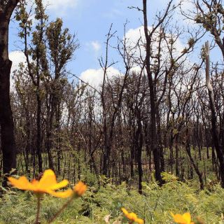 Vigilancia, ''buena medida'' para prevenir incendios: experto