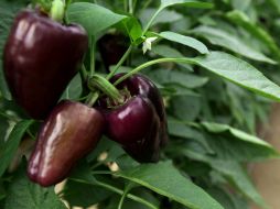 Pretenden lanzar al mercado pimientos de color morado, chocolate y menta.  /