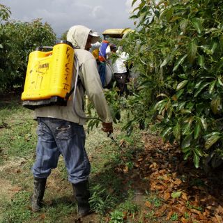 Advierten riesgos para la salud por uso de plaguicidas