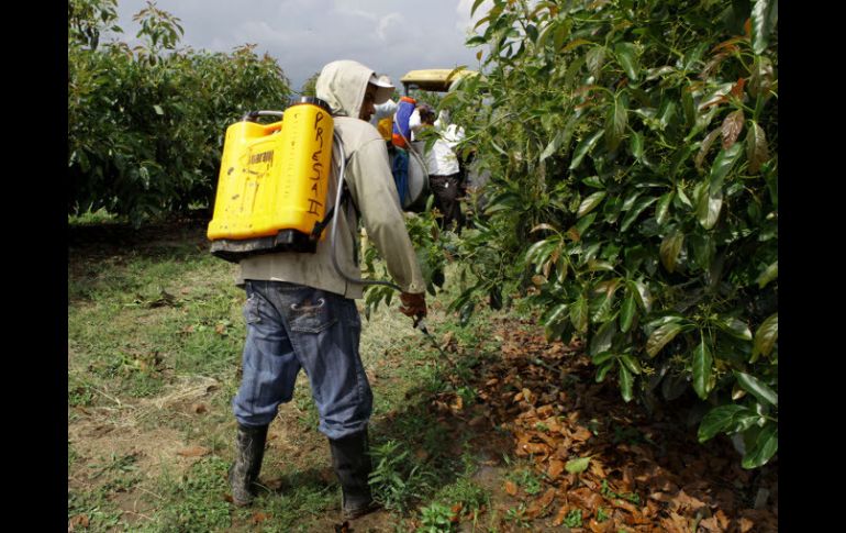 Se hizo un breve recorrido por la historia del uso de los plaguicidas y los primeros movimientos ambientalistas. ARCHIVO  /