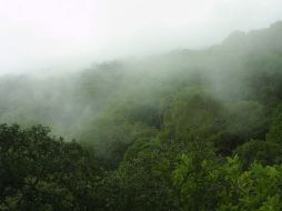 La Sierra de Manantlán, antes atacada por las compañías madereras, ahora enfrenta el problema de la minería ilegal. ARCHIVO  /