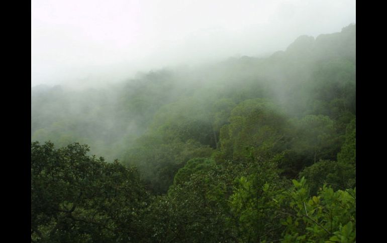 La Sierra de Manantlán, antes atacada por las compañías madereras, ahora enfrenta el problema de la minería ilegal. ARCHIVO  /