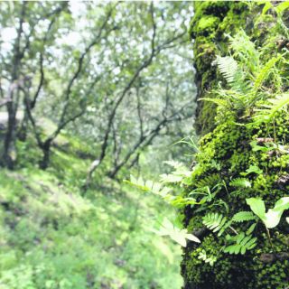 Minería ilegal pasa factura a la Reserva de Manantlán