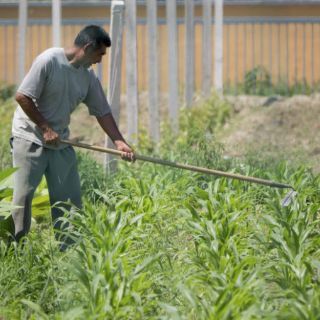 Agro de Jalisco sólo recibe 20% del crédito que requiere