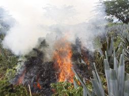 Se quemaron al menos 173 kilos de mariguana. ARCHIVO  /