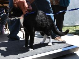 La esterilización es una operación que elimina el celo y la reproducción, es realizado bajo anestesia general y la recuperación del ani  /