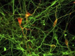 Las células artificiales tienen la capacidad de generar cualquier tejido del cuerpo humano. ARCHIVO  /