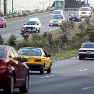 Detienen a presuntos responsables de talas ilegales de árboles