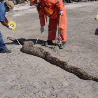 Recogen cadáver de una pitón de 4.5 metros