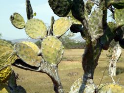 Encontraron que el mucílago del nopal es efectivo para reducir las retracciones y las deformaciones del concreto. ARCHIVO  /
