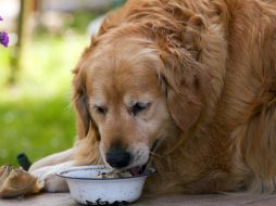 Una de las especies más aquejadas son los perros. ID  /