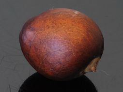 Para producir un kilo de bioplástico utilizan, aproximadamente, un kilogramo y medio de semilla de aguacate. ID  /